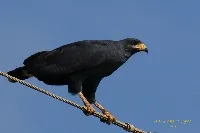 Buteogallus subtilis